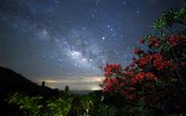 星河边的三色花