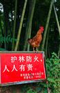 森林卫士