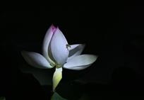夜色藏娇