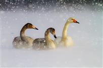 风雪鹅相依