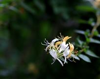 金银花