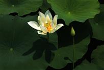 妙笔生花