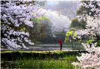 樱花季