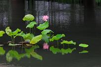 荷花池