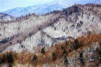 冷山