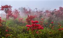 杜鹃花开红似火