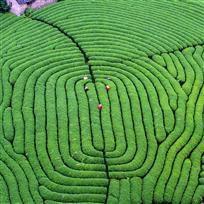 《茶园指纹》