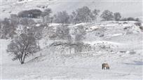 雪原马