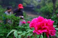 花香醉人
