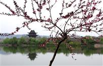 桃花映古城
