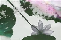 青莲丽影