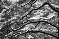 苍劲雪幽