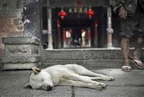 《午后人语正梦乡》