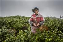 雨中七旬采茶人