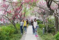 桃花、佳人