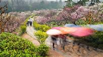 雨中梅花山