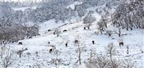 《雪域关山》组照