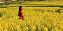 油菜花开