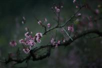 细雨