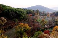 田园秋色