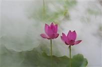 雾荷