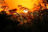 夕阳