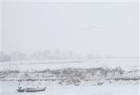 风雪雁归来