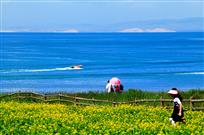 青海湖之春