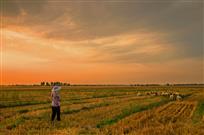 夕阳美景图