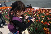 花儿