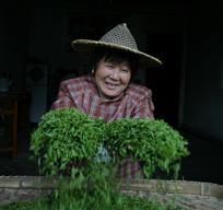 喜上眉悄