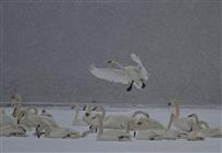 雪中天鹅舞