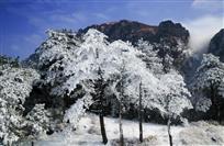 雪树