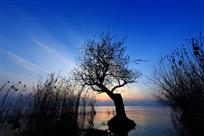 太湖边的几棵树