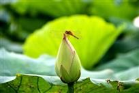 荷塘“蜓”美