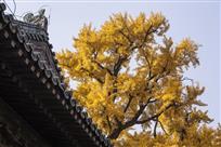 古刹金秋