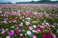 花潮