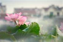荷“乡”自有蜜蜂来