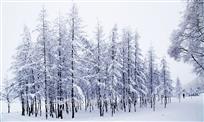 春雪淞韵1