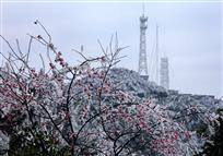 傲雪迎春