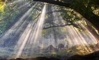 晨曦
