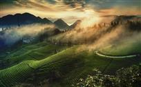 土家茶山