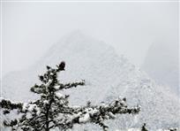 雪山精灵