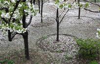 《雨樱似雪》