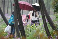 《雨中春趣》