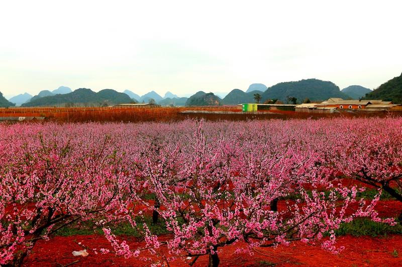 作品描述: 每年2月份桃花盛开的季节,云南省丘北县普者黑景区桃花