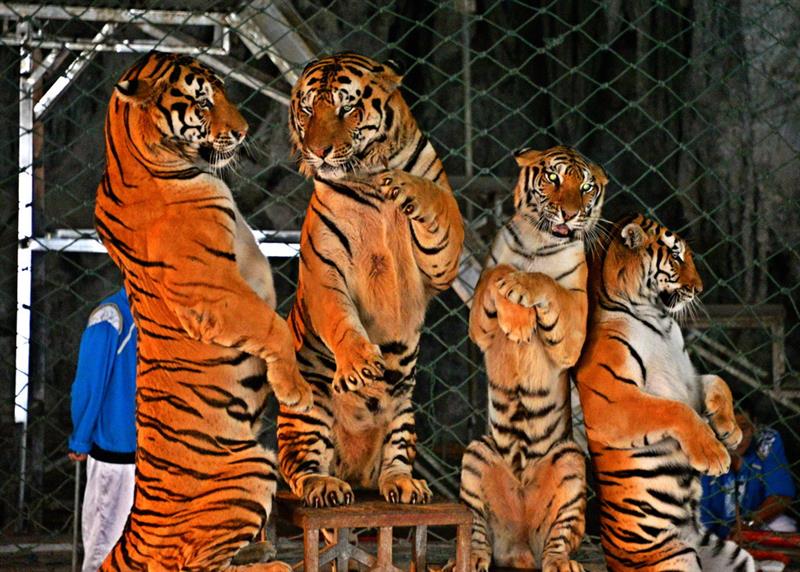 上一页 下一页 作品名称: 四虎起立迎嘉宾 作品描述: 四虎起立迎