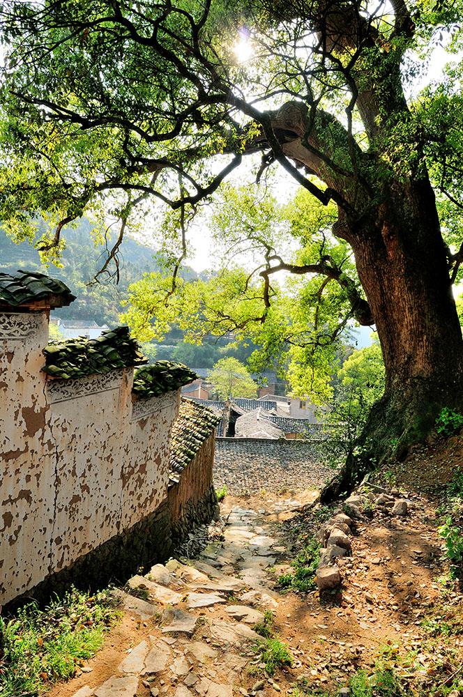 春光  作品描述: 古村古树在春光下的美景  拍摄地点: 松阳杨家堂