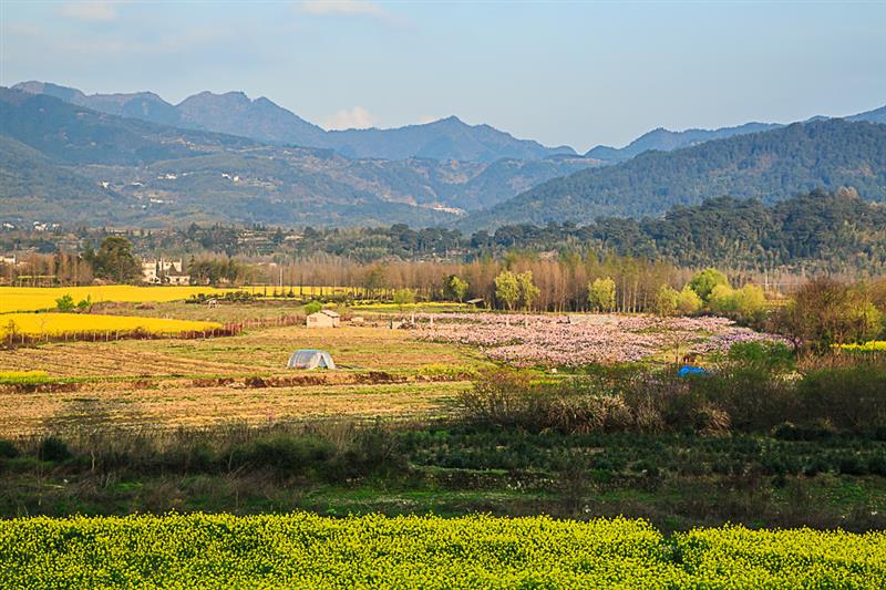 壁纸 成片种植 风景 植物 种植基地 桌面 800_533