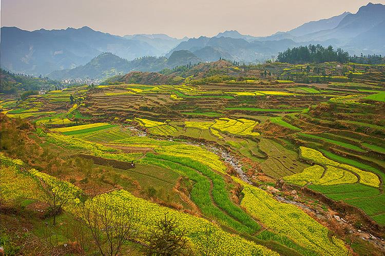 壁纸 成片种植 风景 植物 种植基地 桌面 750_500